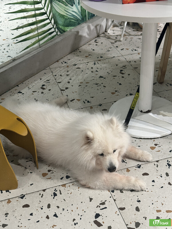 深圳羅湖萬象食家餐廳美食一日遊！人氣片皮鴨／室內動物園／盒馬鮮生 