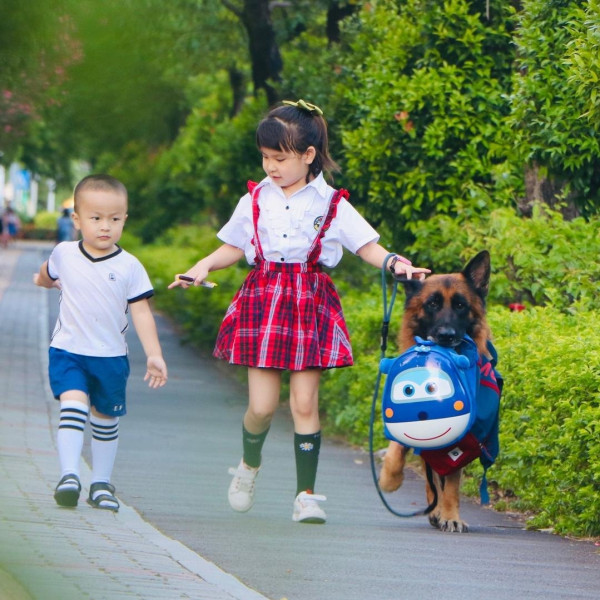 女童不做功課狂看電視！退役警犬叼出衣架「家法伺候」