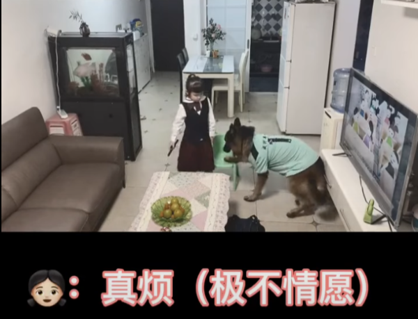 女童不做功課狂看電視！退役警犬叼出衣架「家法伺候」