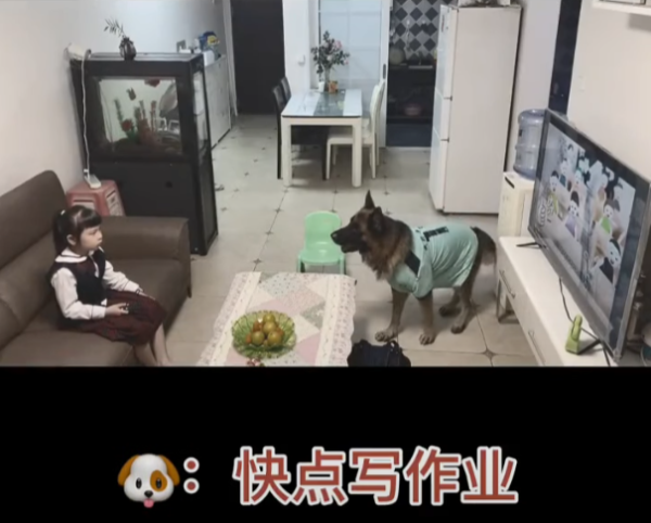 女童不做功課狂看電視！退役警犬叼出衣架「家法伺候」