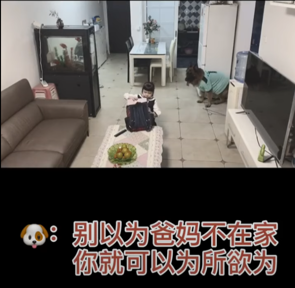 女童不做功課狂看電視！退役警犬叼出衣架「家法伺候」