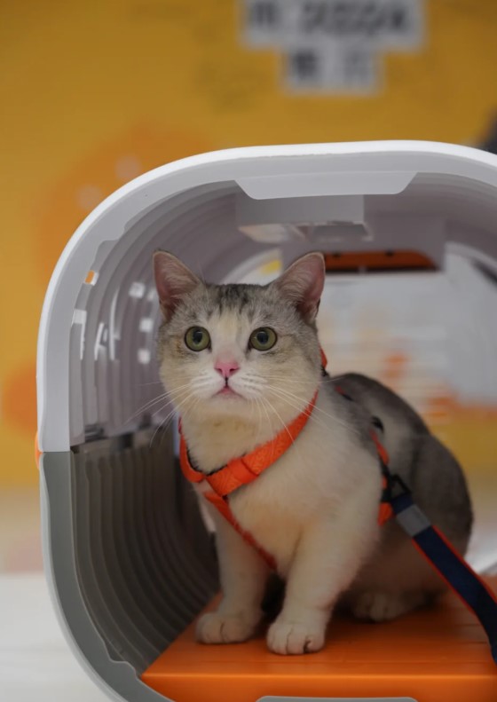 內地首個寵物候機室深圳啟用 獨立候機空間 寵物管家貼心服務
