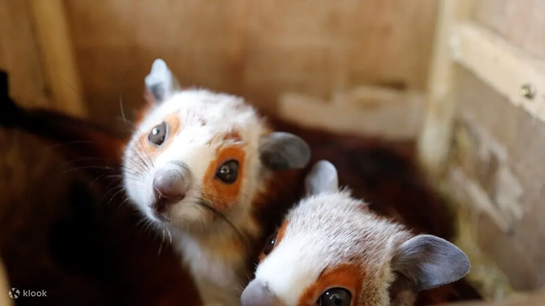 深圳WOWO窩窩萌寵森友會（世界之窗店）