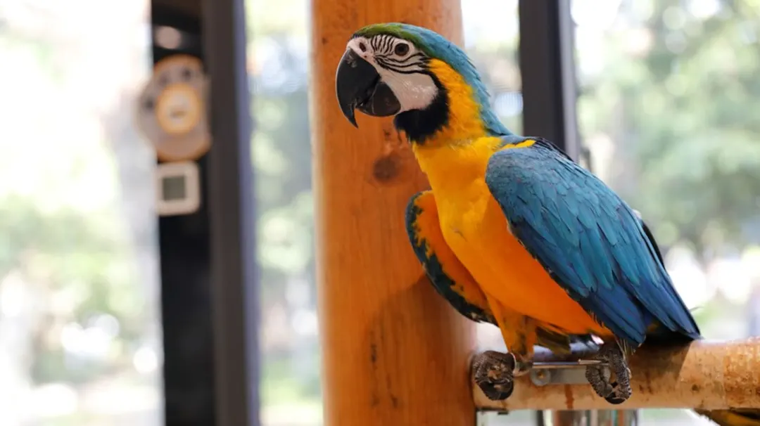 深圳WOWO窩窩萌寵森友會（世界之窗店）