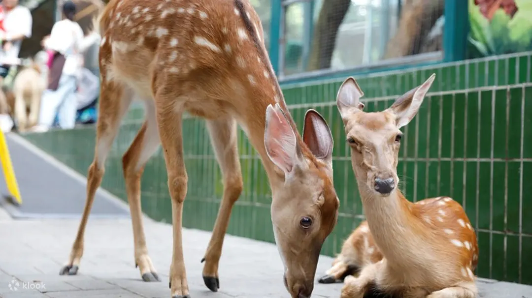 深圳WOWO窩窩萌寵森友會（世界之窗店）