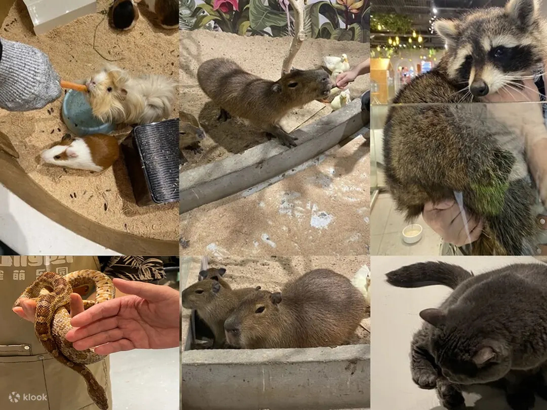 深圳Lollypet萌寵樂園