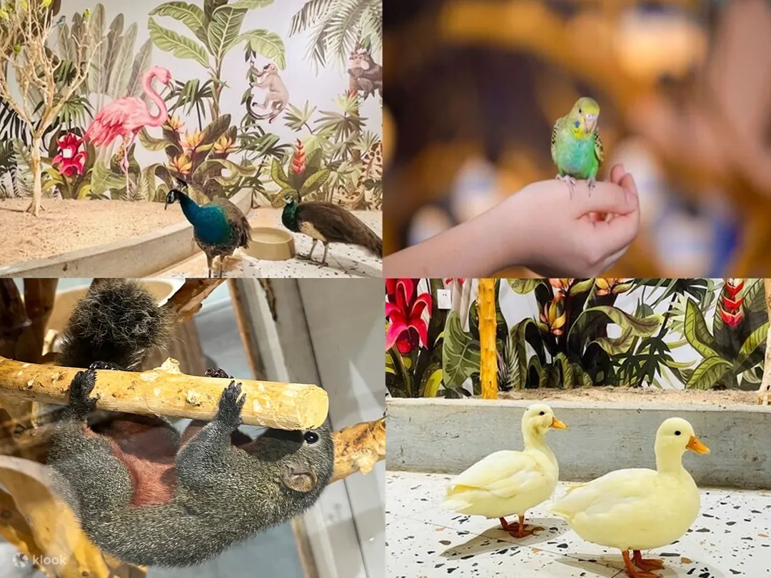 深圳Lollypet萌寵樂園