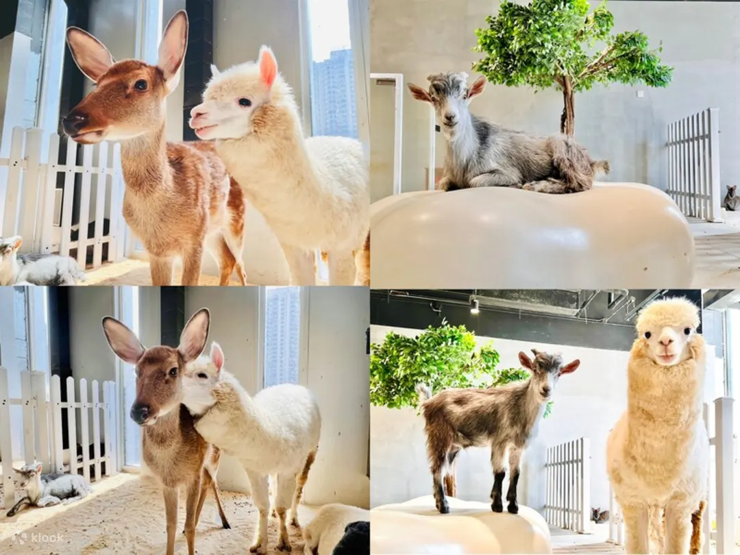 深圳Lollypet萌寵樂園