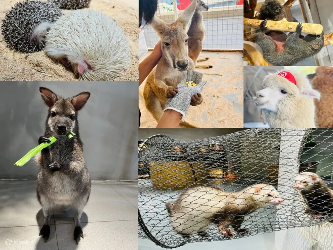 深圳Lollypet萌寵樂園