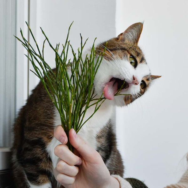 貓咪猛吸貓大麻「浮誇倒地」／網民笑言：劑量太高一口升天