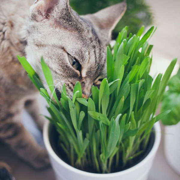 貓咪猛吸貓大麻「浮誇倒地」／網民笑言：劑量太高一口升天