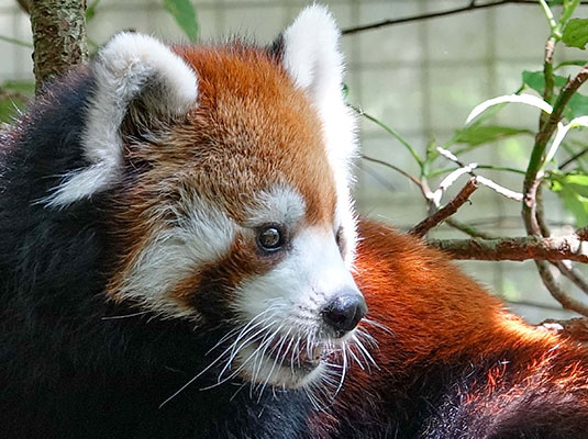 台北捷運文湖線 - 動物園站景點台北木柵動物園（圖片來源：臺北市立動物園）