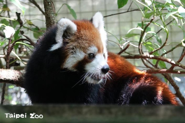 台北捷運文湖線 - 動物園站景點台北木柵動物園（圖片來源：臺北市立動物園）