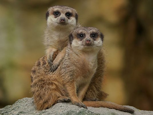 台北捷運文湖線 - 動物園站景點台北木柵動物園（圖片來源：臺北市立動物園）