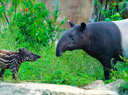 台北捷運文湖線 - 動物園站景點台北木柵動物園（圖片來源：臺北市立動物園）