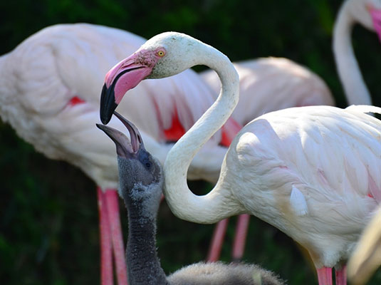 台北捷運文湖線 - 動物園站景點台北木柵動物園（圖片來源：臺北市立動物園）