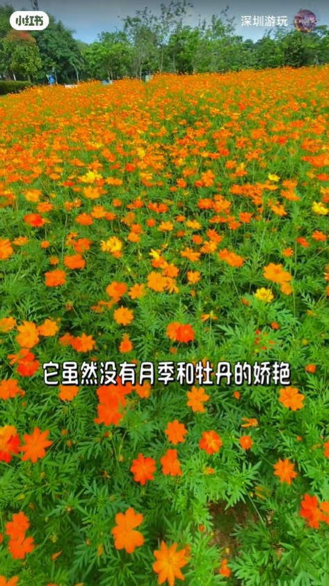 深圳壯觀黃秋英橙色花海！地鐵直達交通方便！ 