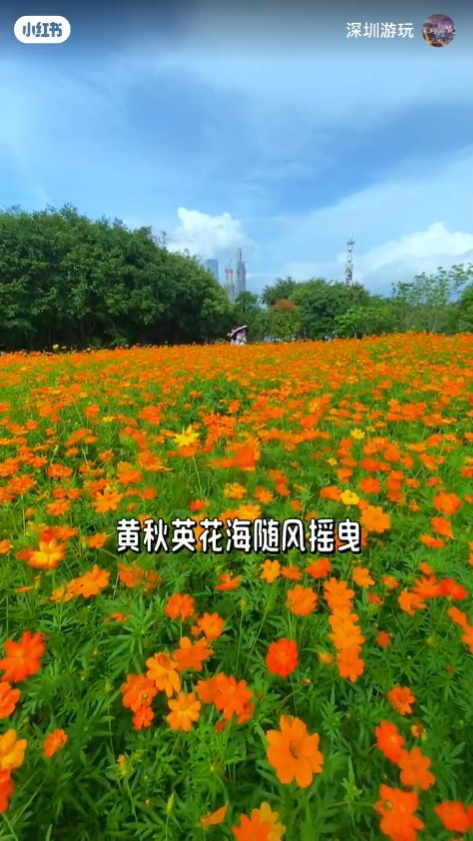 深圳壯觀黃秋英橙色花海！地鐵直達交通方便！ 