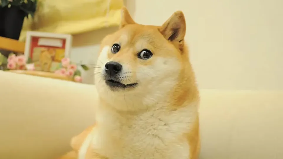 柴犬迷因圖Doge本尊Kabosu離世 全球粉絲哀悼