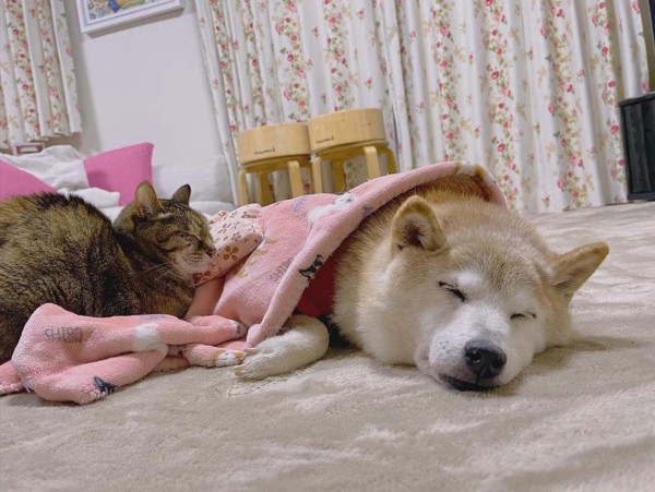 柴犬迷因圖Doge本尊Kabosu離世 全球粉絲哀悼