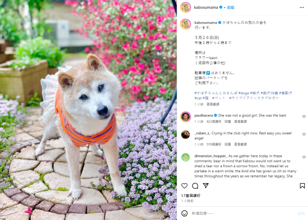 柴犬迷因圖Doge本尊Kabosu離世 全球粉絲哀悼