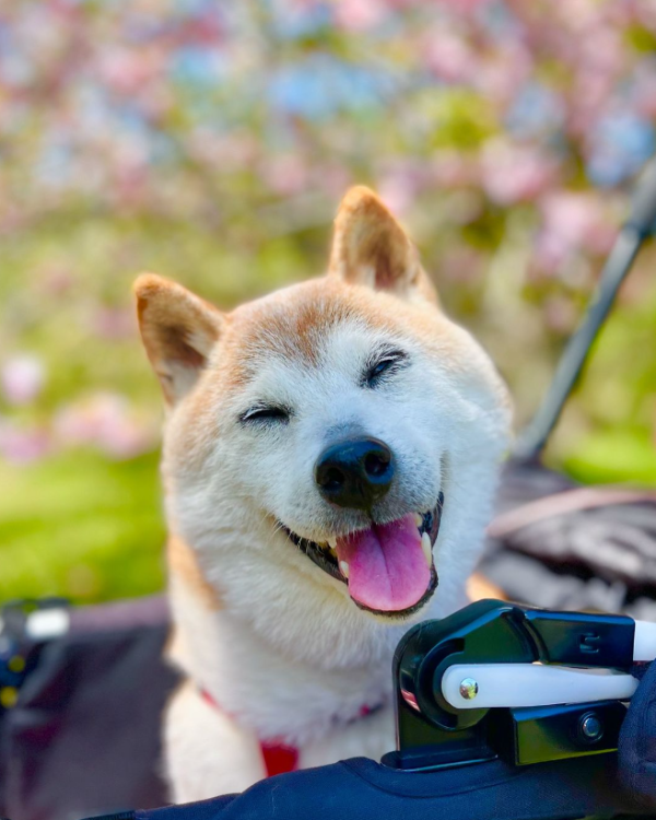 柴犬迷因圖Doge本尊Kabosu離世 全球粉絲哀悼