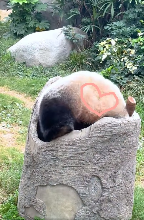 海洋公園驚現巨型「芝麻湯圓」大熊貓盈盈捐樹窿露心型屁股