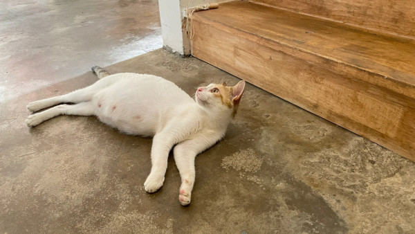 深圳坪山美食｜6. 兮食餐廳（圖片來源：太空奶奶＠小紅書）