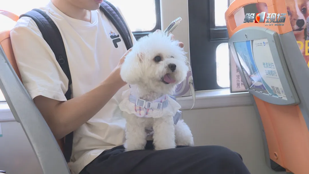 深圳首架寵物友善巴士正式開通！來往寶安南山區寵物公園 