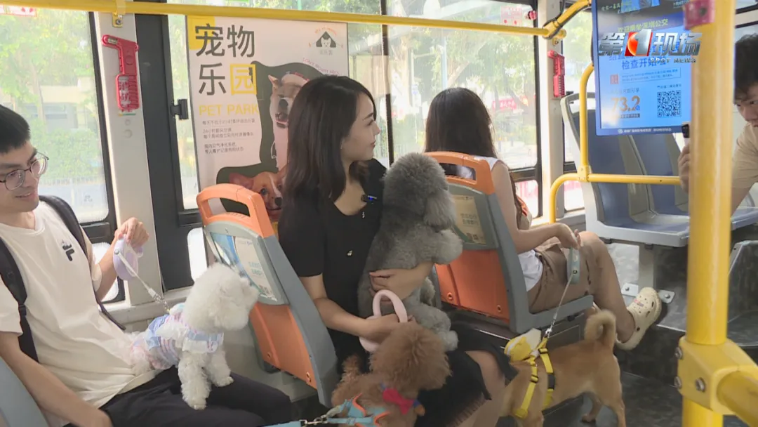 深圳首架寵物友善巴士正式開通！來往寶安南山區寵物公園 