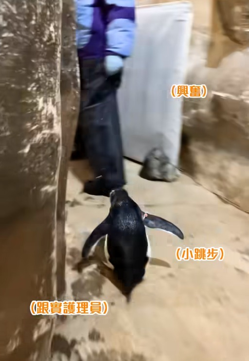 海洋公園企鵝BB首次進入展館 興奮小跳步「入伙」新屋賣萌