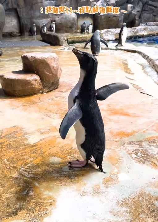 海洋公園企鵝BB首次進入展館 興奮小跳步「入伙」新屋賣萌