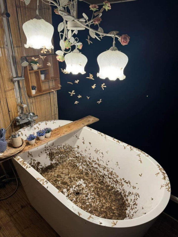 有圖慎入！泰國民宿浴室被飛蟻大舉入侵 浴缸浸滿大量飛蟻屍勁恐怖 