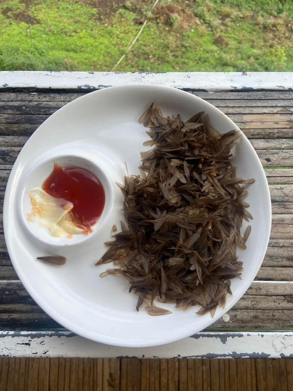 有圖慎入！泰國民宿浴室被飛蟻大舉入侵 浴缸浸滿大量飛蟻屍勁恐怖 