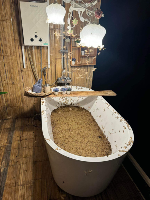 有圖慎入！泰國民宿浴室被飛蟻大舉入侵 浴缸浸滿大量飛蟻屍勁恐怖 