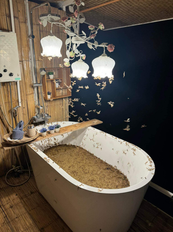 有圖慎入！泰國民宿浴室被飛蟻大舉入侵 浴缸浸滿大量飛蟻屍勁恐怖 