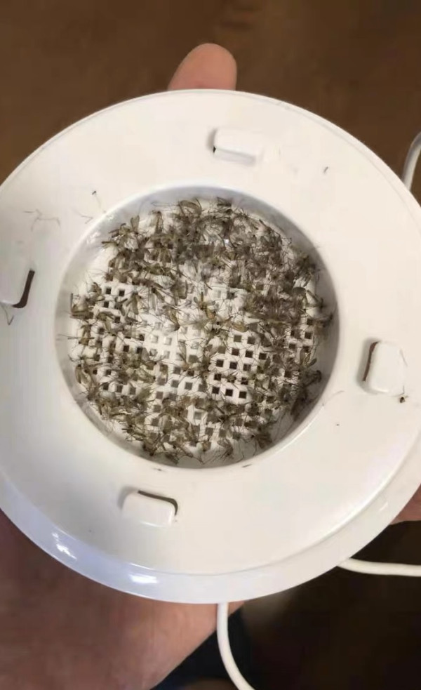 淘寶平價滅蚊燈成救星 村屋網民實測：一周殲蚊過百隻