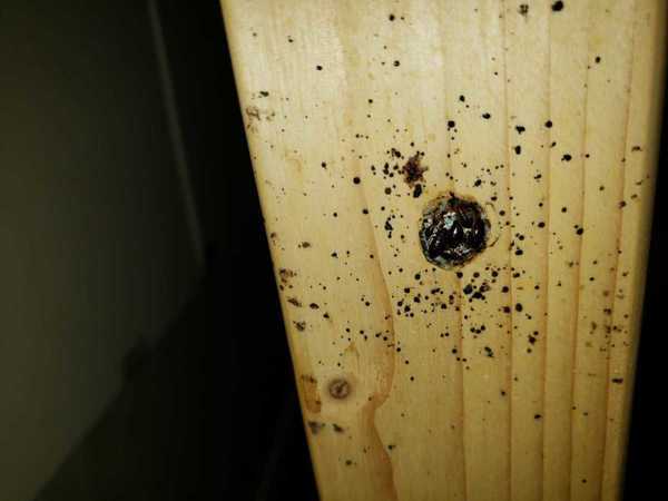 慳錢港媽淘寶飯枱送床蝨 短時間蔓延全屋傢俬 家人滿身蝨咬傷痕