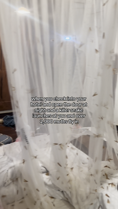 外國女遊泰國酒店驚遇2千隻飛蛾轟炸 床鋪全都是超嘔心/門口還掛眼鏡蛇?