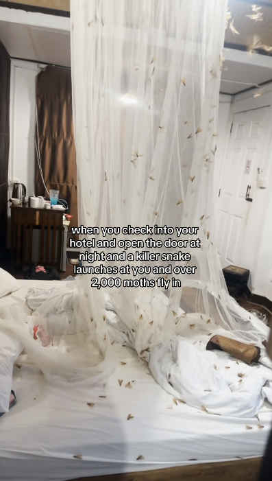 外國女遊泰國酒店驚遇2千隻飛蛾轟炸 床鋪全都是超嘔心/門口還掛眼鏡蛇?