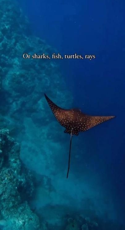 麥明詩盛勁為飛馬爾代夫度蜜月曬幸福合照 此行原來非二人世界 仲大手筆請埋…