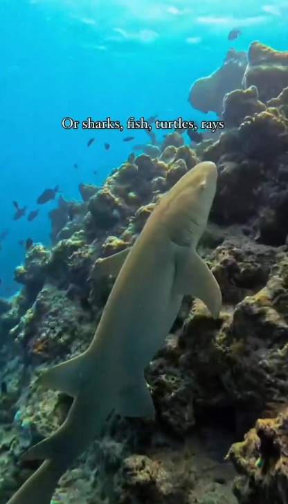 麥明詩盛勁為飛馬爾代夫度蜜月曬幸福合照 此行原來非二人世界 仲大手筆請埋…