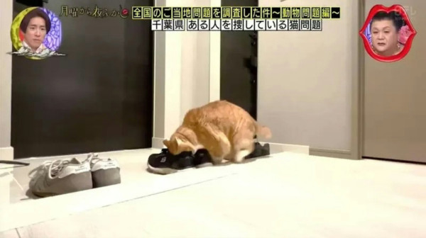 日本小貓迷戀臭鞋味！揭開六年謎團原因竟是XX