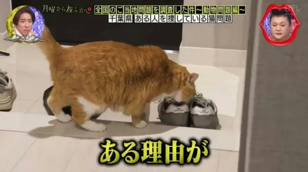 日本小貓迷戀臭鞋味!揭開六年謎團原因竟是XX