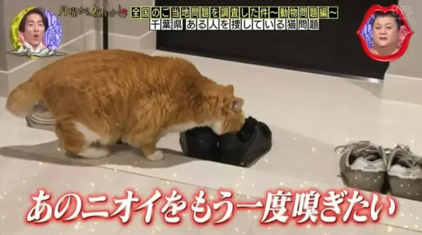 日本小貓迷戀臭鞋味！揭開六年謎團原因竟是XX