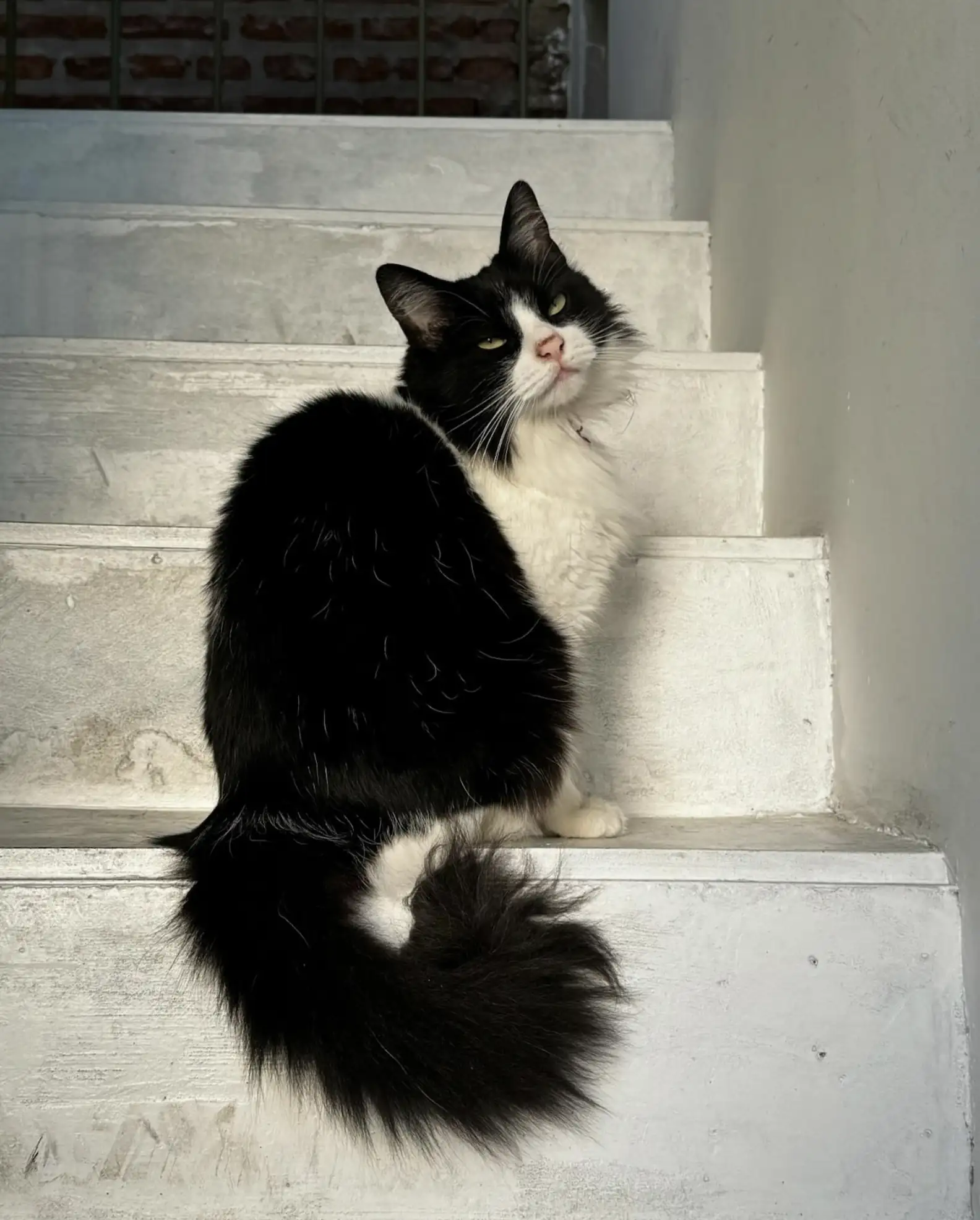 酒店貓貓員工暖心陪睡女客人數晚！獲巨額小費答謝撫慰心靈 