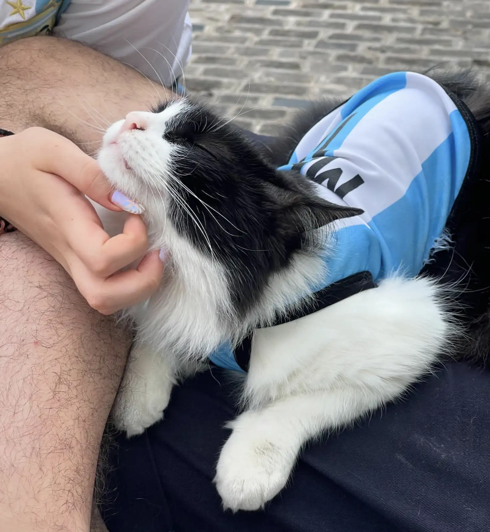 酒店貓貓員工暖心陪睡女客人數晚！獲巨額小費答謝撫慰心靈 