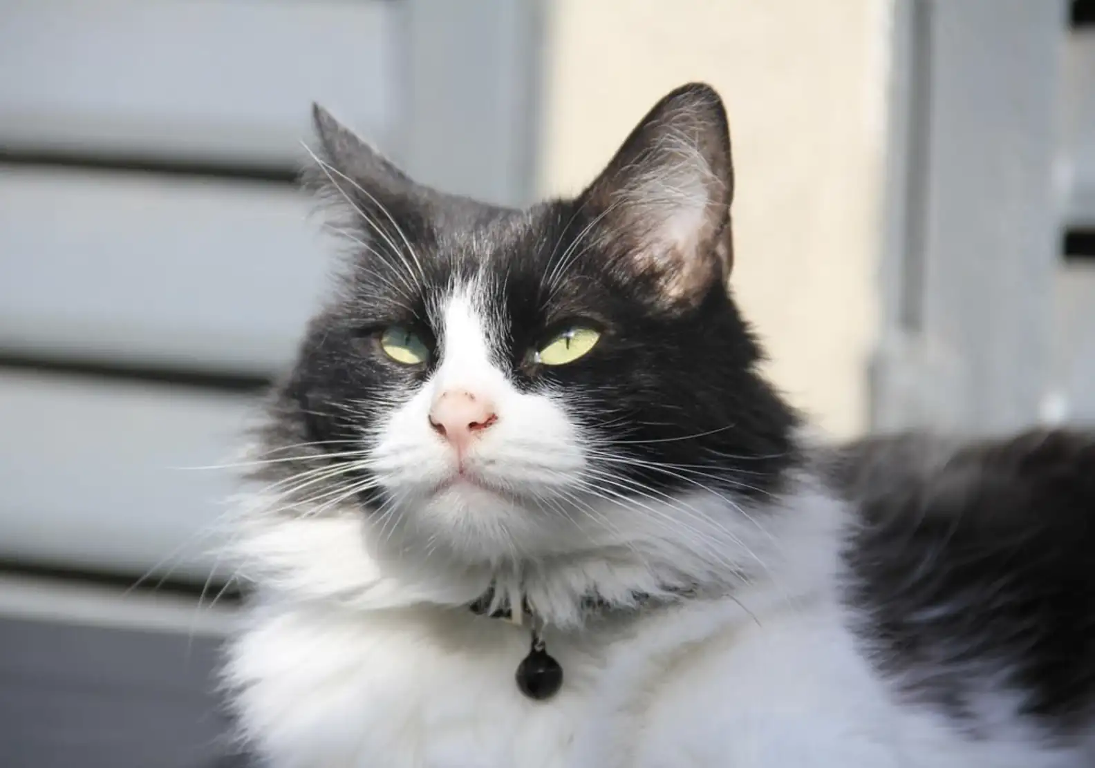酒店貓貓員工暖心陪睡女客人數晚！獲巨額小費答謝撫慰心靈 