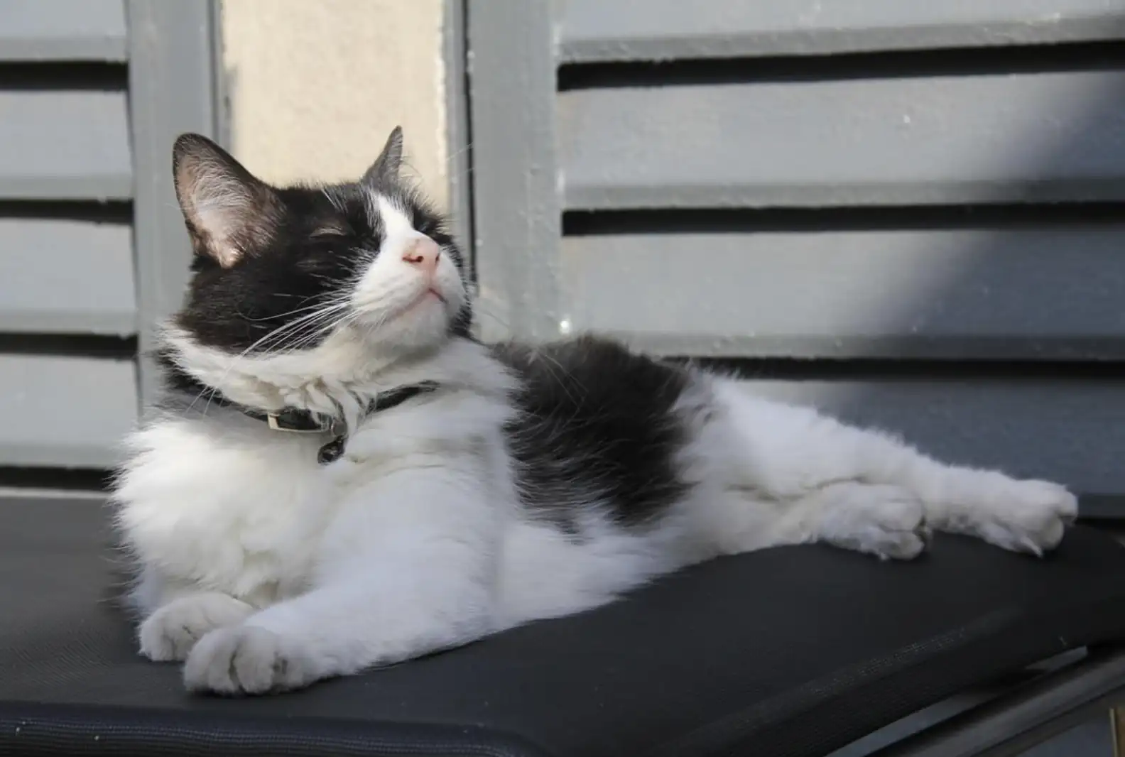 酒店貓貓員工暖心陪睡女客人數晚！獲巨額小費答謝撫慰心靈 