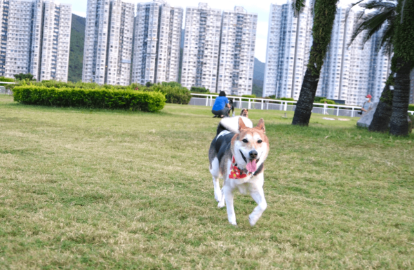 寵物友善好去處2024｜室外「狗狗界迪士尼」/ 全港首個VIP Pet Lounge